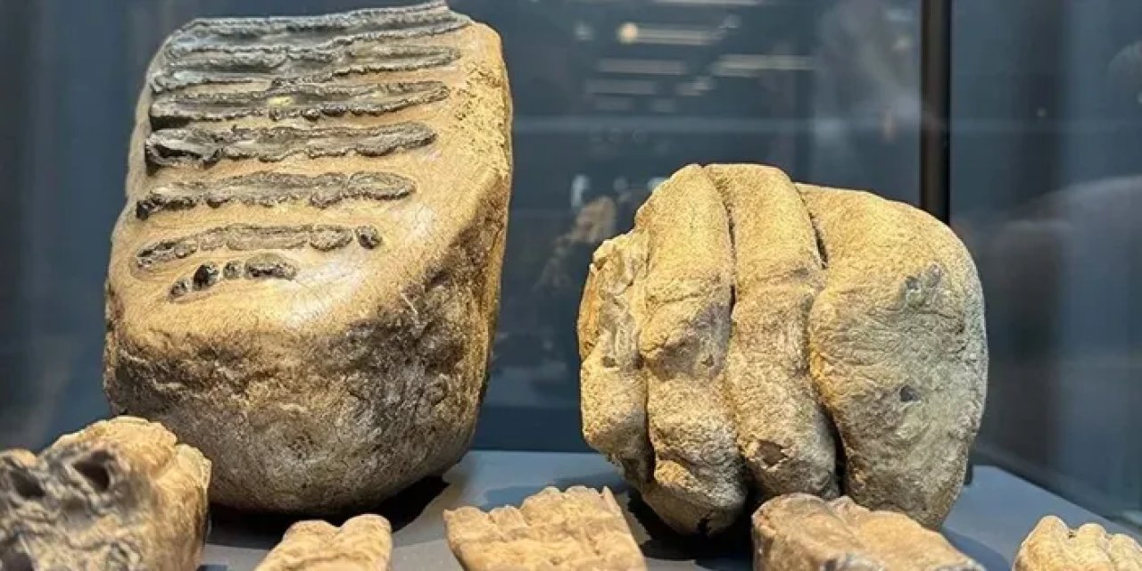 Samsun Müzesi'nde Tarih Öncesi Dev Mamut Fosilleri Sergilenmeye Başladı