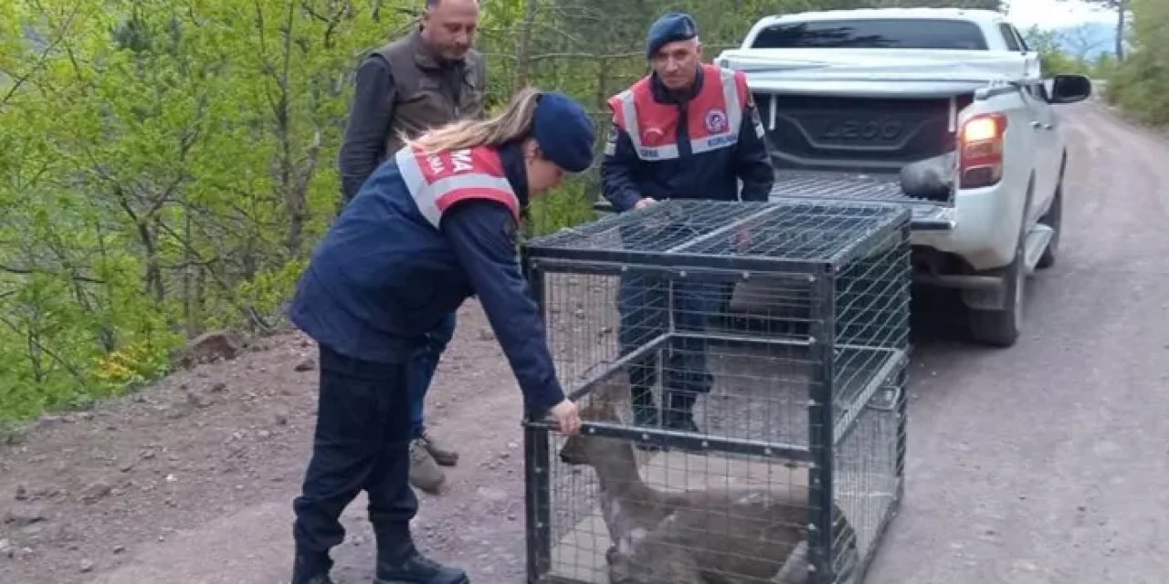 Artvin'de tedavi edilen yavru karaca doğaya salındı