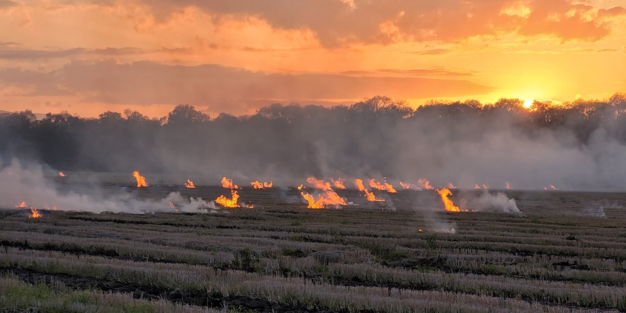 Samsun'da tarım arazisindeki yangın söndürüldü