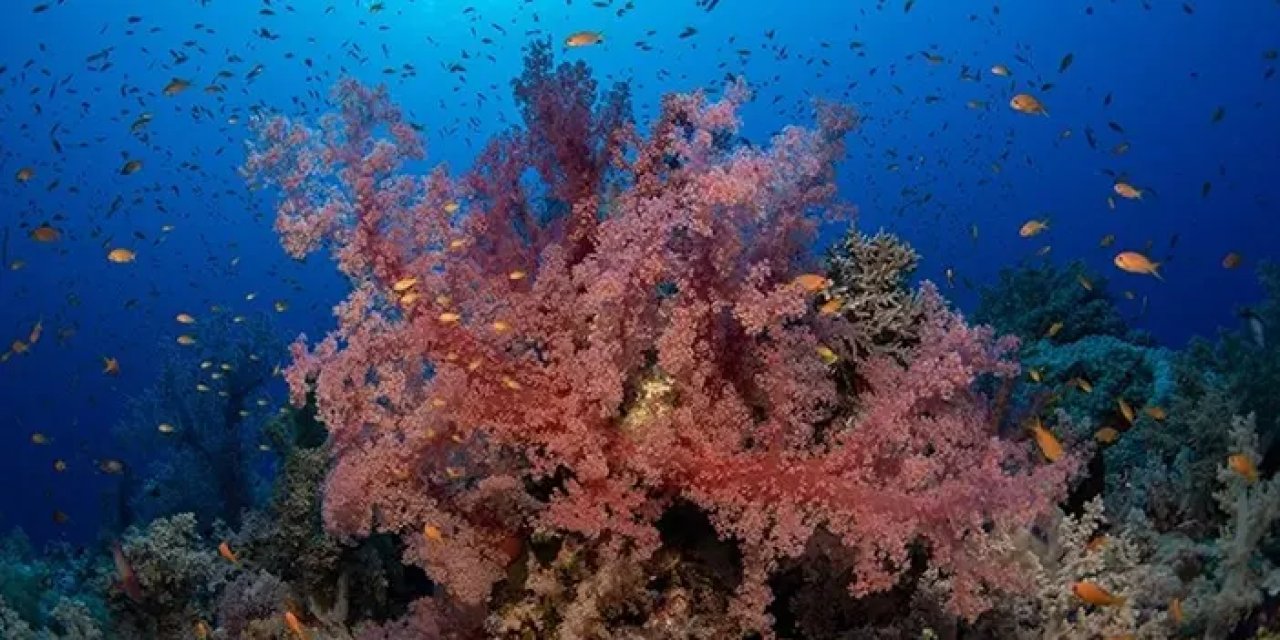 Küresel Çapta Mercan Resiflerinin Dördüncü Büyük Ağarması Gözlemlendi
