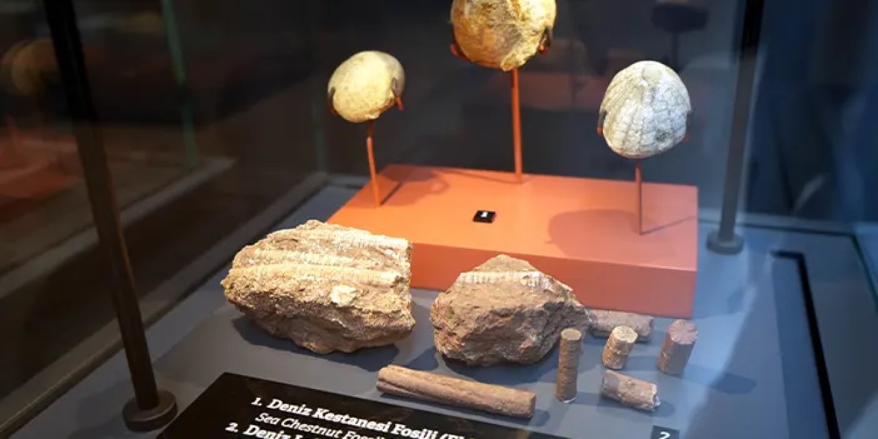 Mamut fosilleri Samsun'da sergileniyor