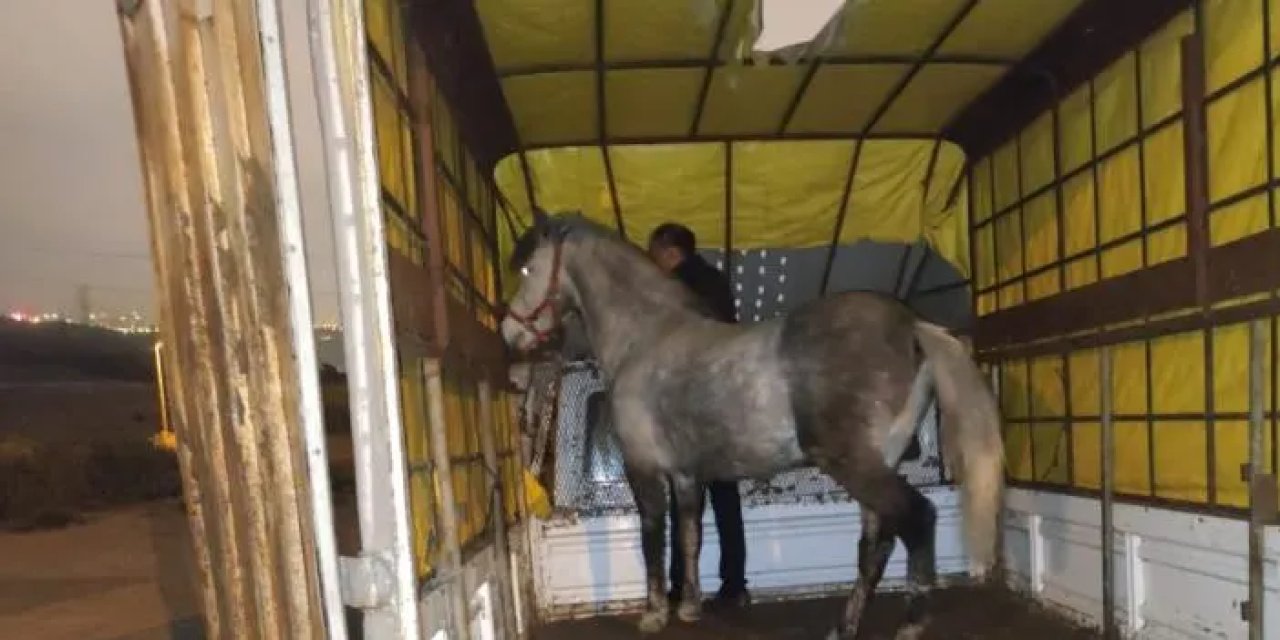 İstanbul'da at eti baskını! 3 at bulundu