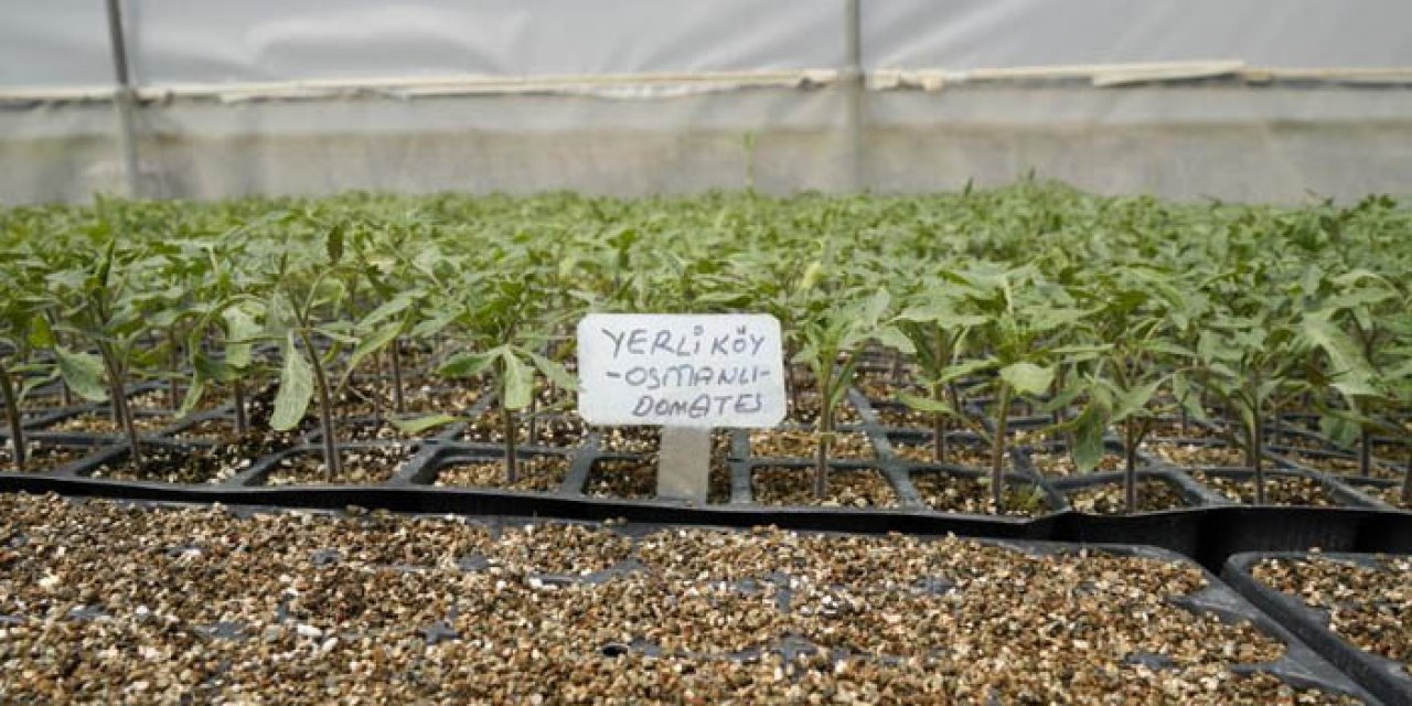 Gümüşhane'de 100 yıllık tohumlarla domates fidesi üretiyor
