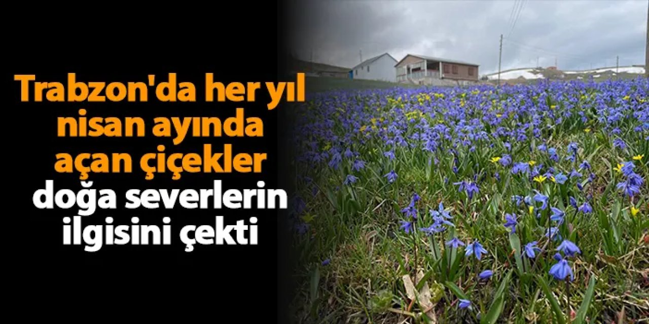 Trabzon'da her yıl nisan ayında açan çiçekler doğa severlerin ilgisini çekti