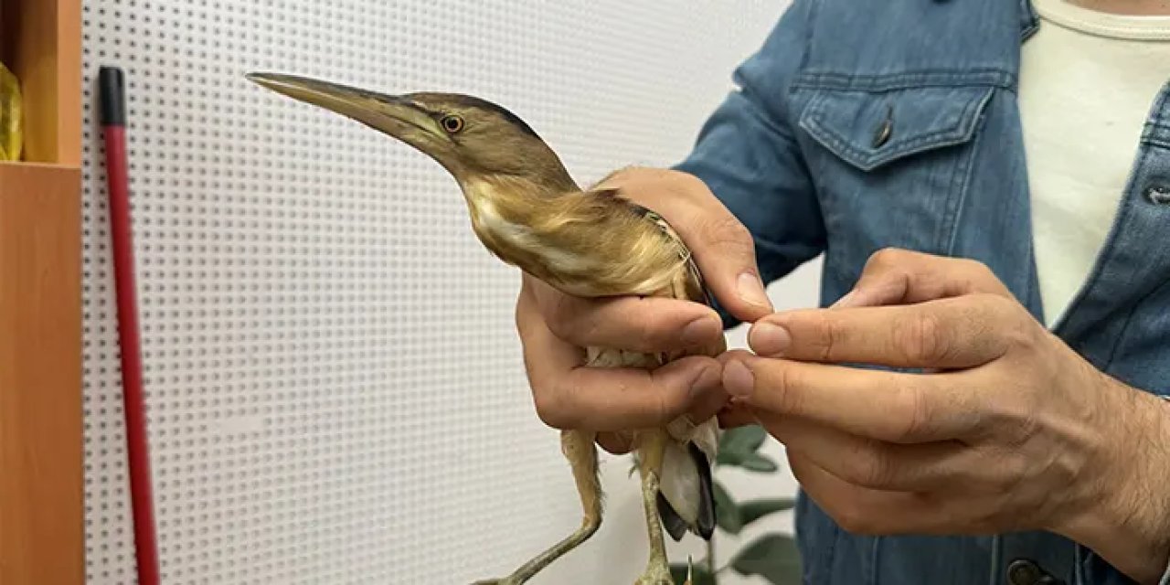 Trabzon'da bulunan balaban kuşu koruma altına alındı