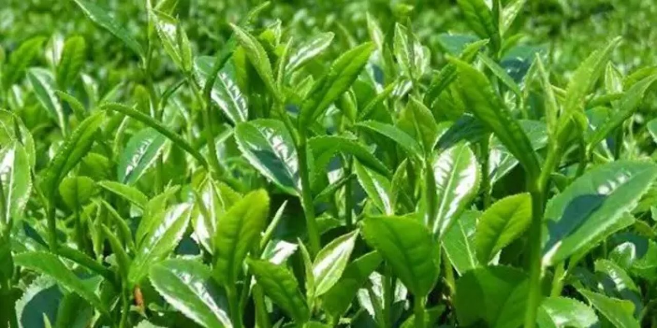 Rize'de 2,5 yaprak yaş çay 70 liradan satın alınacak