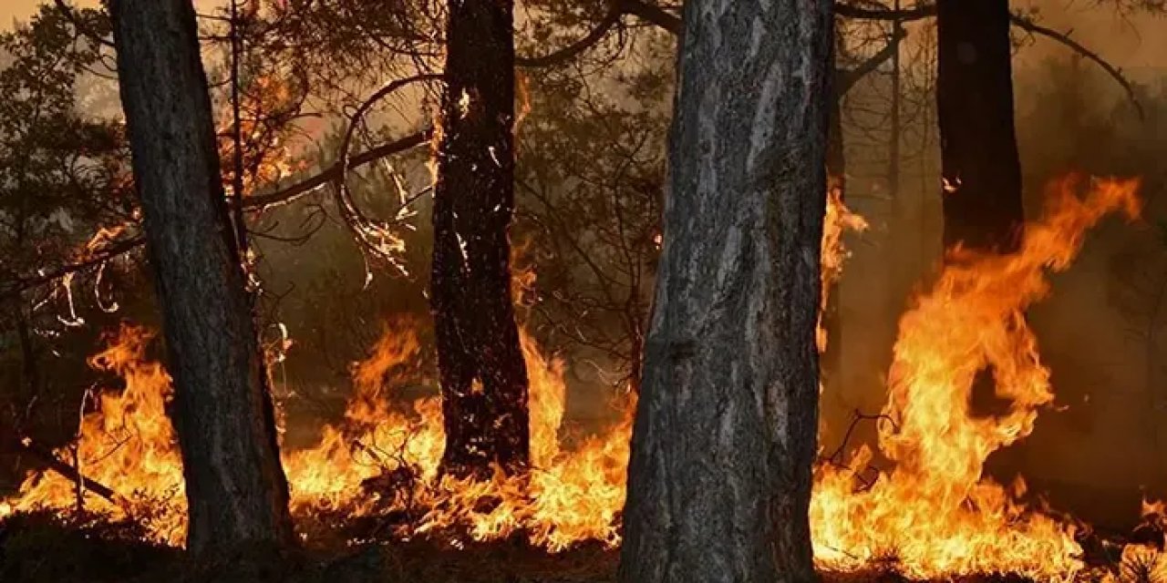 Kastamonu'da orman yangını! Kontrol altına alınmaya çalışılıyor