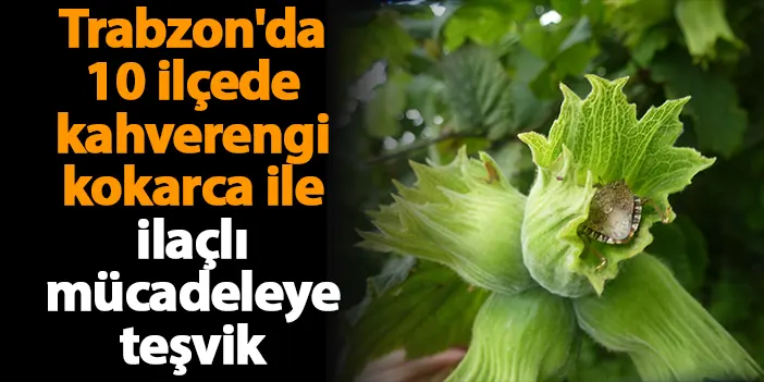 Trabzon'da 10 ilçede kahverengi kokarca ile ilaçlı mücadeleye teşvik
