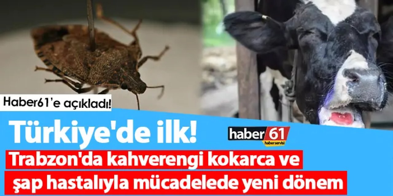 Türkiye'de ilk! Trabzon'da kahverengi kokarca ve şap hastalıyla mücadelede yeni dönem