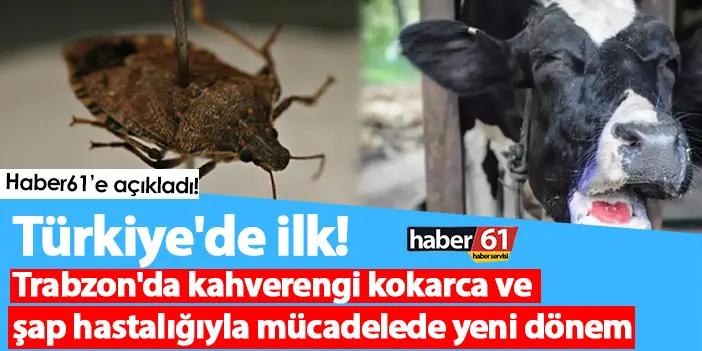 Türkiye'de ilk! Trabzon'da kahverengi kokarca ve şap hastalığıyla mücadelede yeni dönem