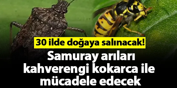 30 ilde doğaya salınacak! Samuray arıları kahverengi kokarca ile mücadele edecek