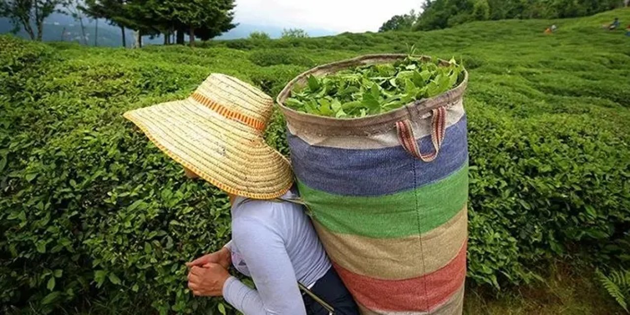 Rize'nin 3 aylık çay ihracatında yüzde 72 artış