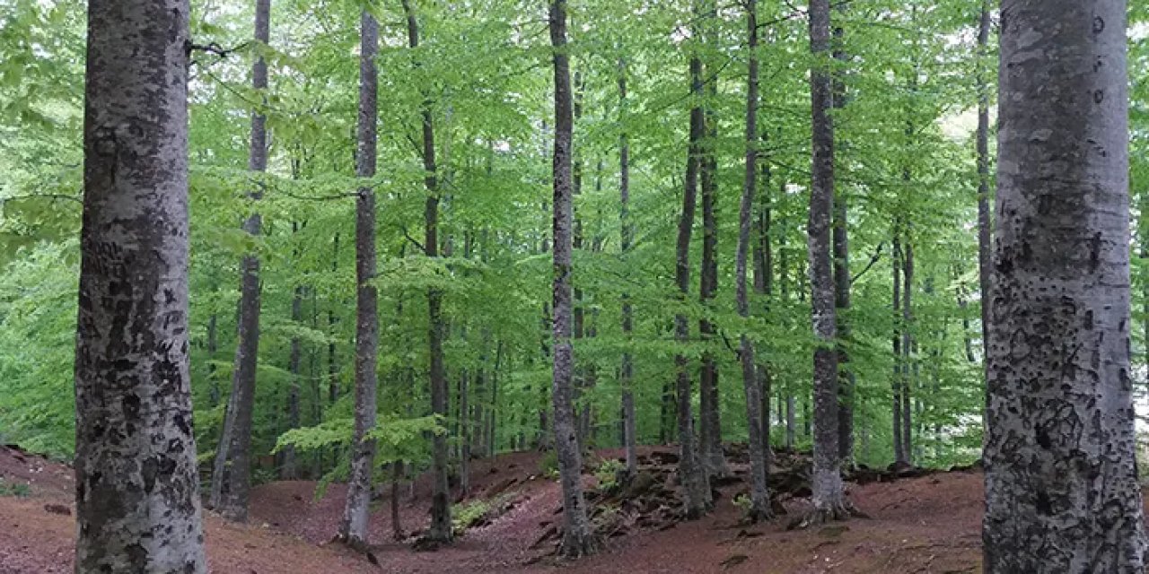 Samsun’a 102 milyon TL’lik orman yatırımı!
