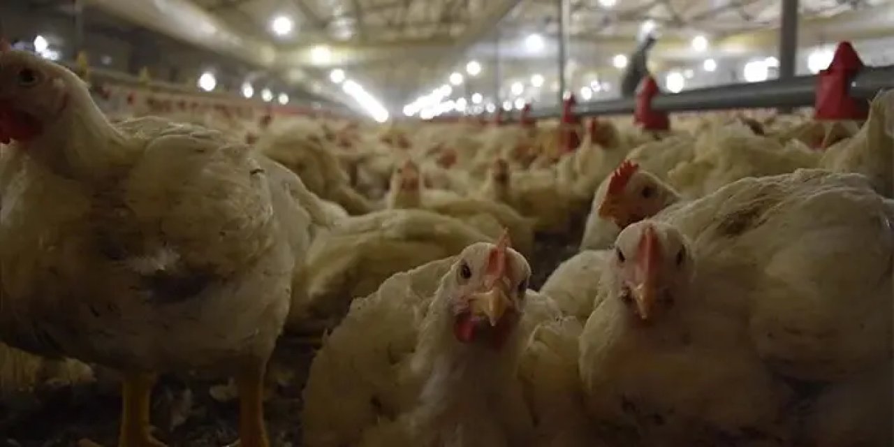 Bakanlıktan tavuk eti ihracatına sınırlama