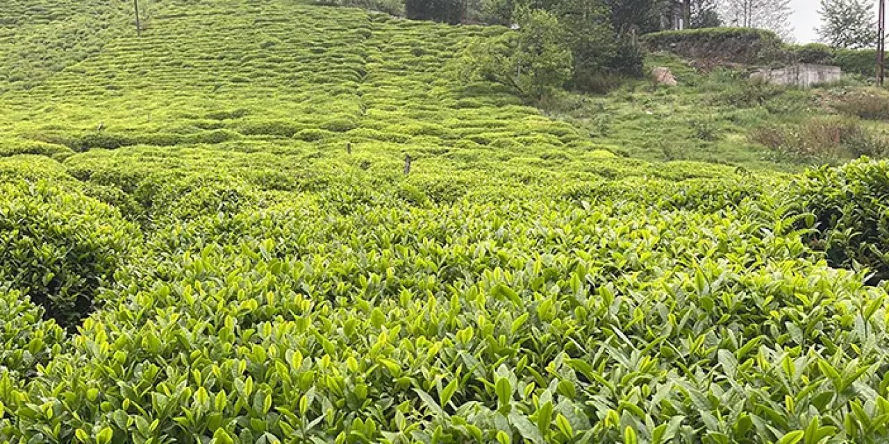 Rize'de çay üreticilerine budama çağrısı! "Piyasanın dengeli şekilde işleyebilmesi adına"