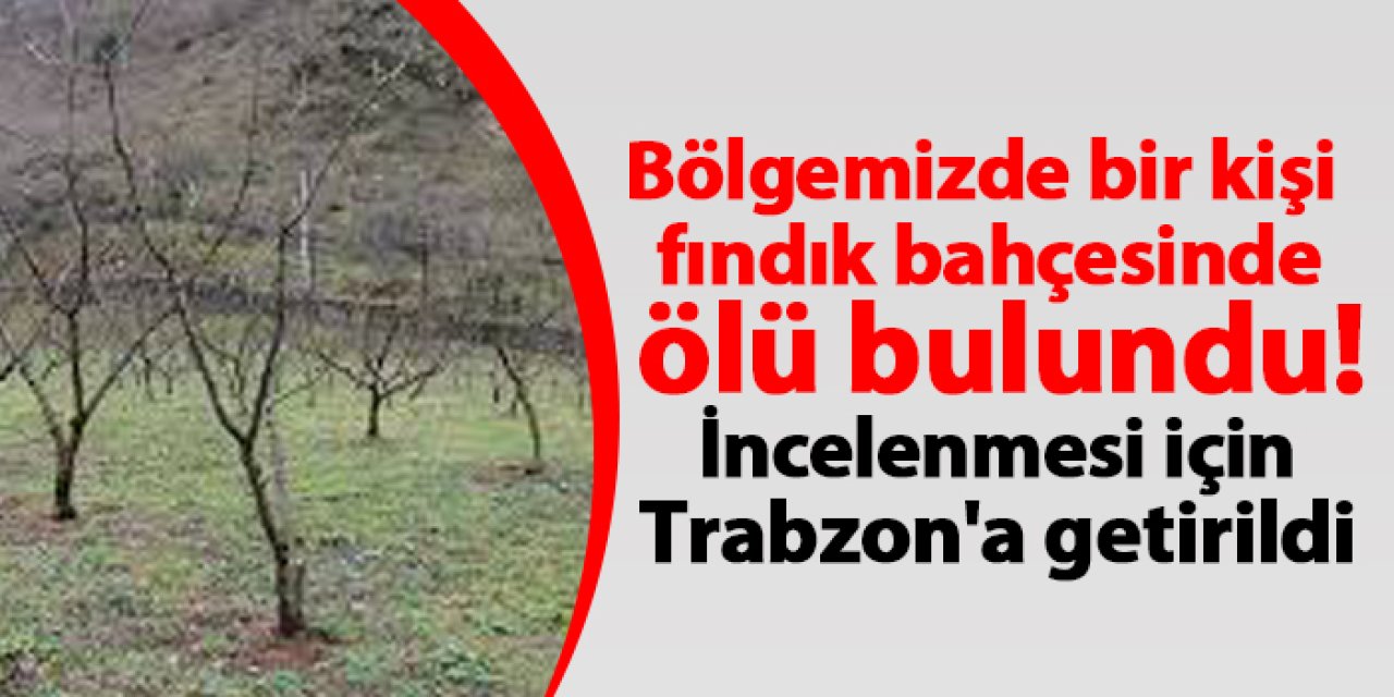 Giresun'da bir kişi fındık bahçesinde ölü bulundu! İncelenmek için Trabzon'a getirildi