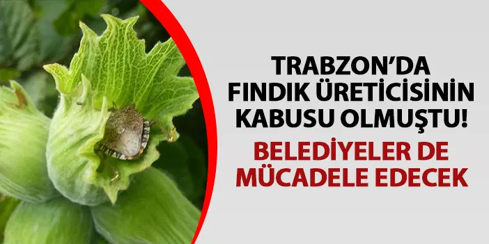 Trabzon'da fındık üreticisinin kâbusu olmuştu! Belediyeler de mücadele olacak