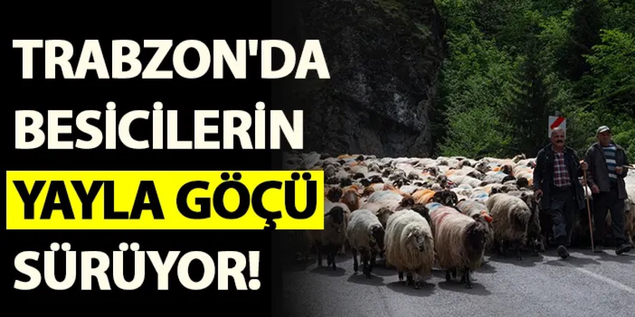 Trabzon'da besicilerin yayla göçü sürüyor!
