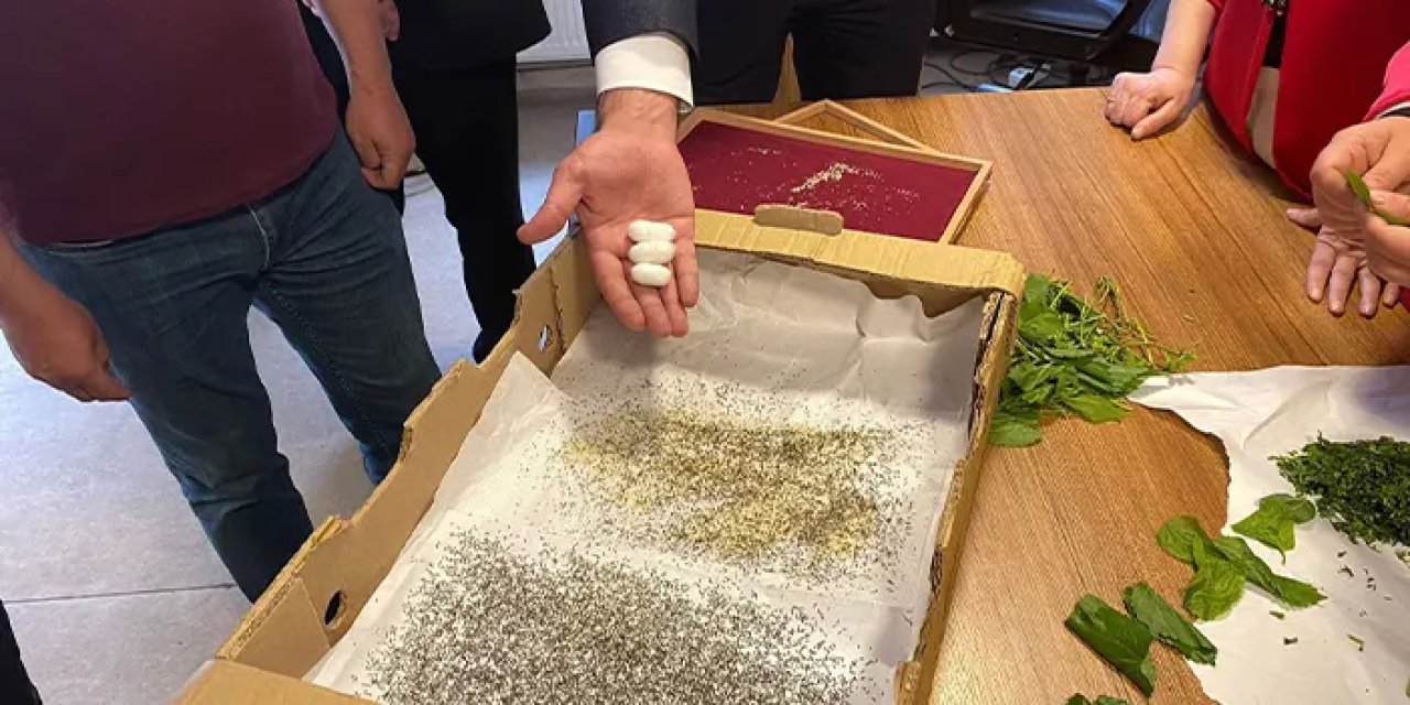 Gümüşhane’de ipek böceği larvaları üreticilere teslim edildi