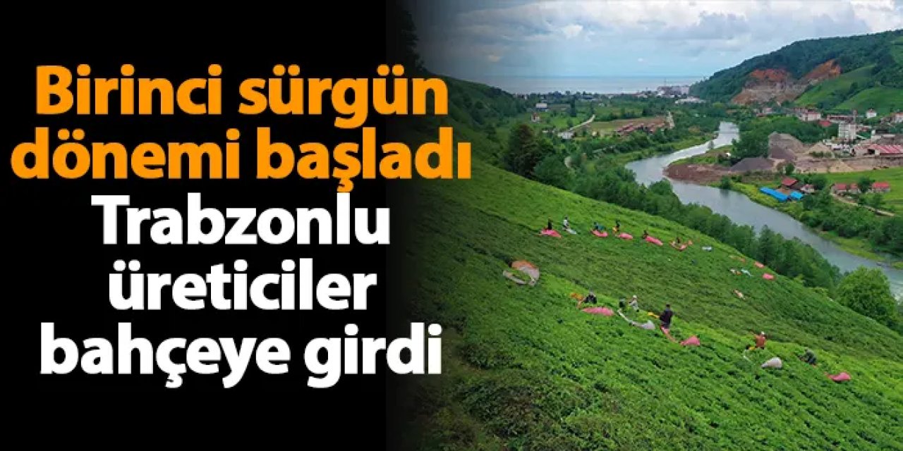 Birinci sürgün dönemi başladı, Trabzonlu üreticiler bahçeye girdi