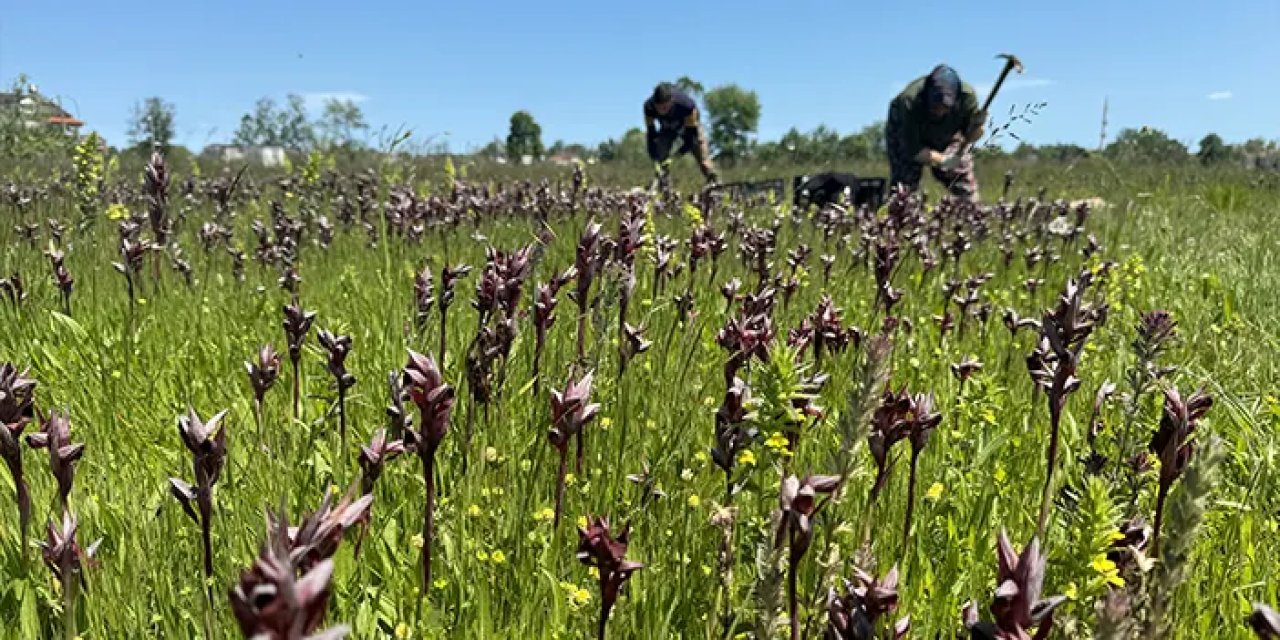Samsun'da salep orkidesinin hasadına başlandı