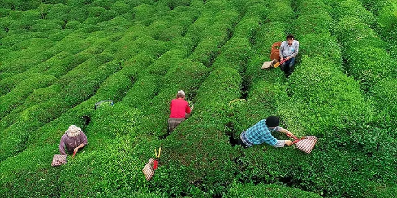 Rize'nin 4 aylık çay ihracatı rakamları belli oldu