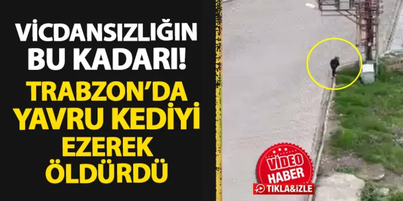 Vicdansızlığın bu kadarı! Trabzon'da yavru kediyi ezerek öldürdü
