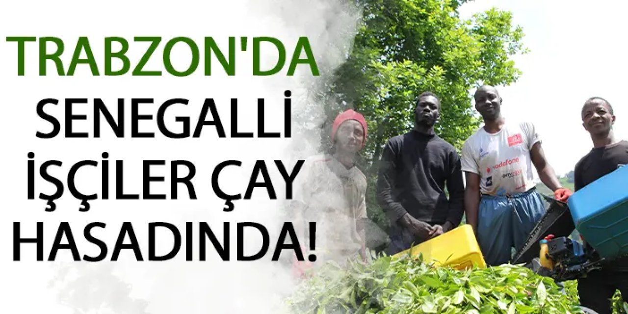 Trabzon'da Senegalli işçiler çay hasadında!