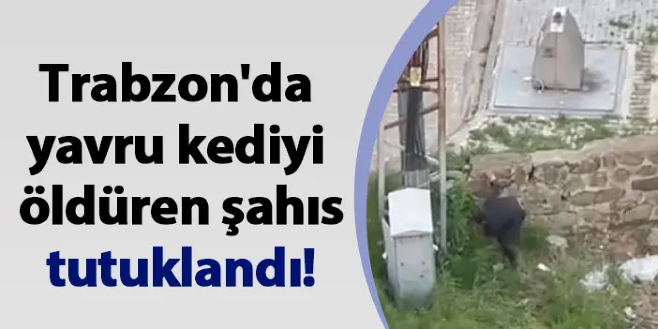 Trabzon'da yavru kediyi öldüren şahıs tutuklandı!