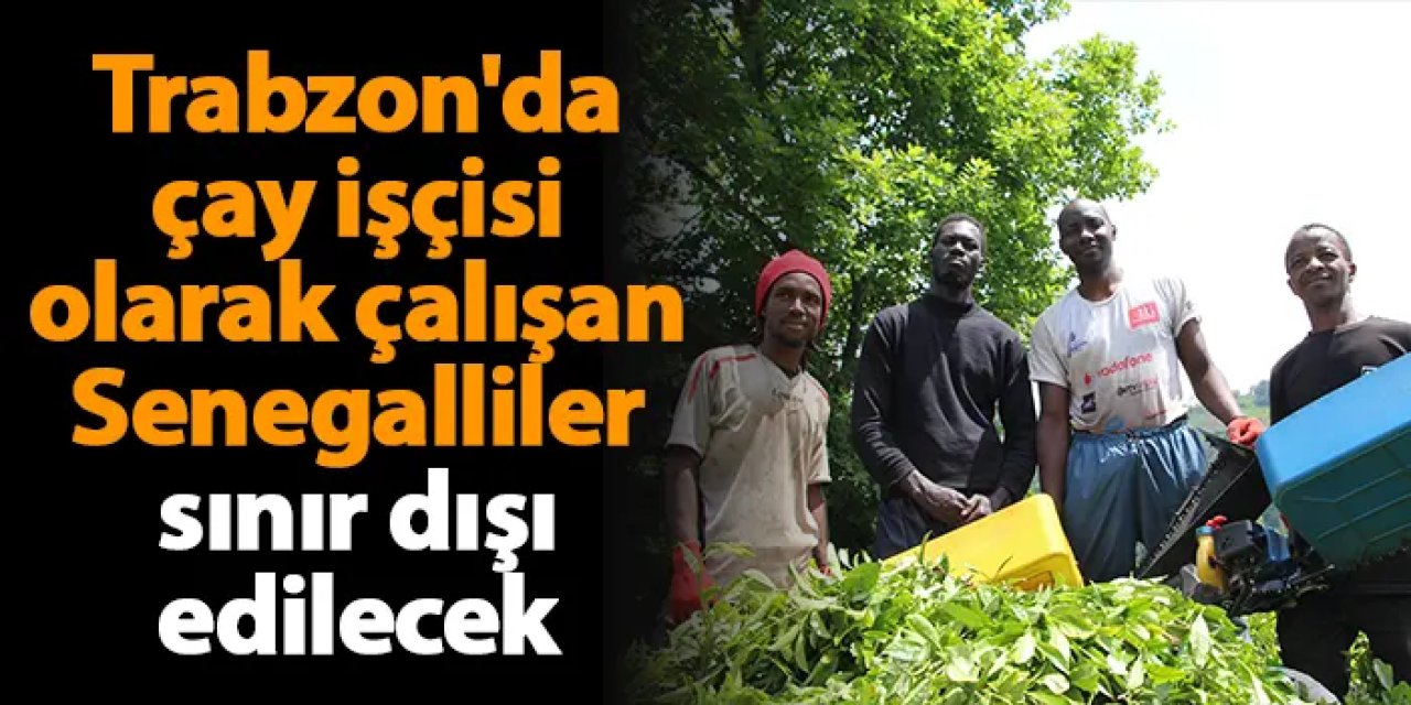 Trabzon'da çay işçisi olarak çalışan Senegalliler sınır dışı edilecek