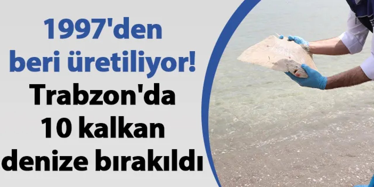 1997'den beri üretiliyor! Trabzon'da 10 kalkan denize bırakıldı