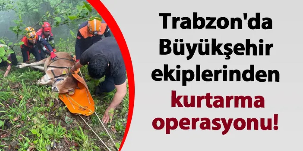 Trabzon'da Büyükşehir ekiplerinden kurtarma operasyonu!