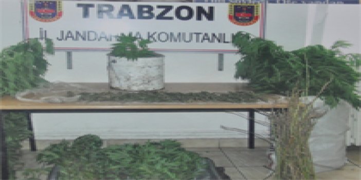 Trabzon’da evi esrar tarlası yaptılar