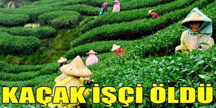 Rize'de kaçak çay işçisi öldü