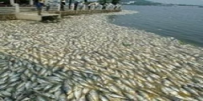 Derede binlerce balık ölü bulundu