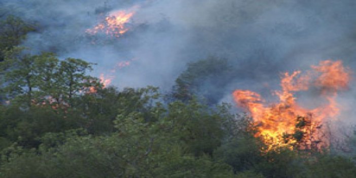 "Teröristler orman yaktı" iddiası
