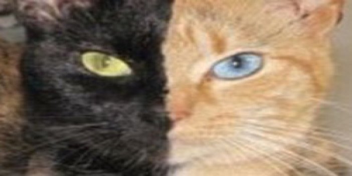 'İki yüzlü' kedi görenleri şaşırtıyor