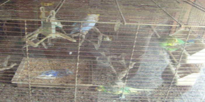 Trabzon'da kuşlar açlıktan öldü