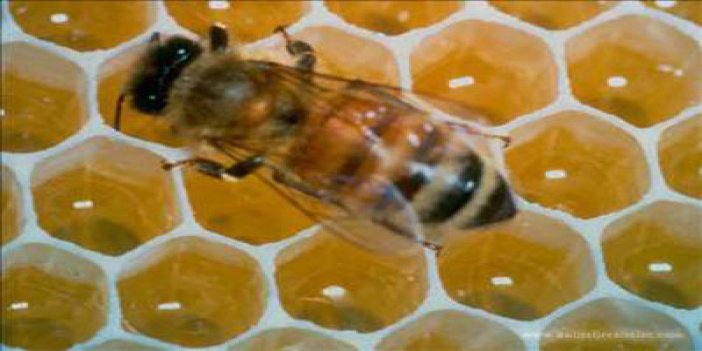 Çiftçilere arı kovanı ve sera dağıtımı