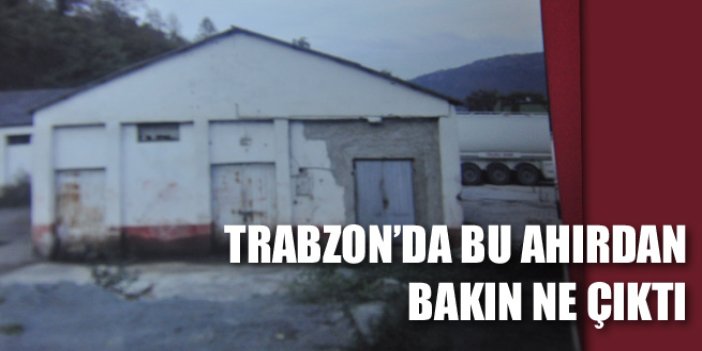 Trabzon'da bu ahırdan bakın ne çıktı