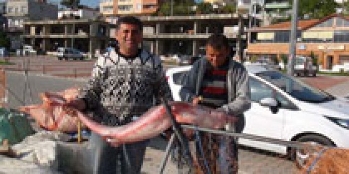 Karadeniz'de Levrek ağına köpek balığı!