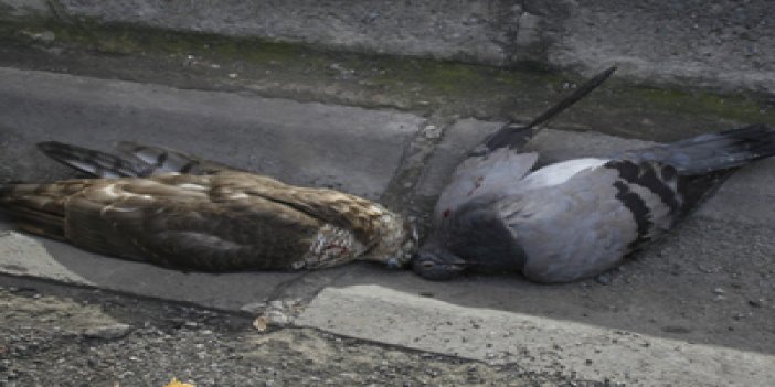 Trabzon'da garip bir atmaca ölümü