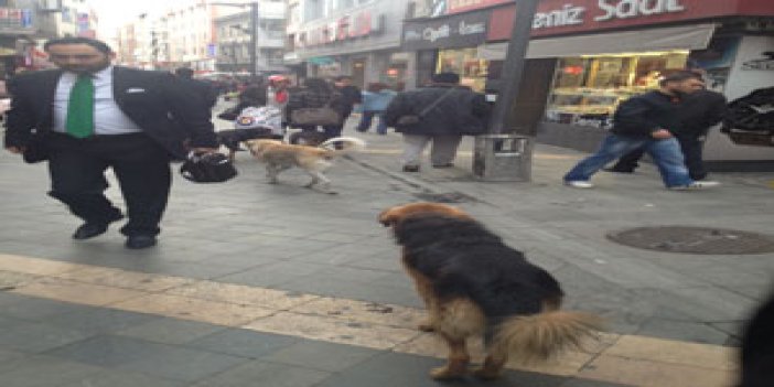 Trabzon'un göbeğinde köpek paniği!