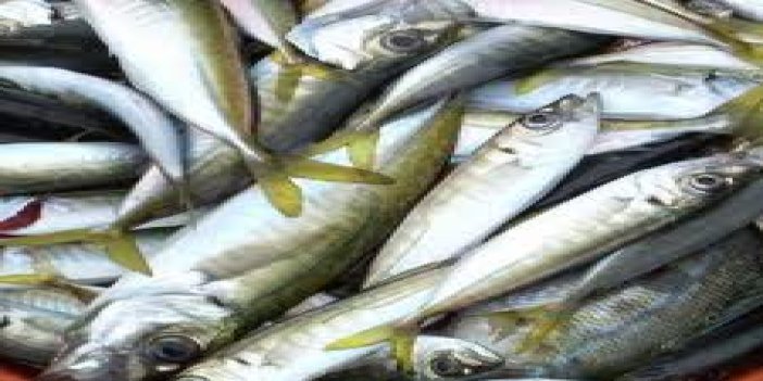 Doğu Karadeniz'de İstavrit Balığı Yetiştiriciliği