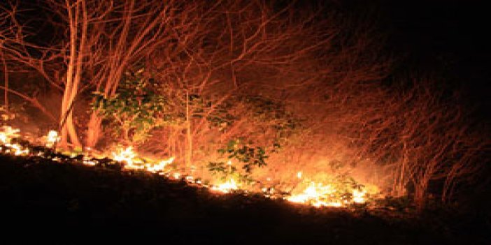 Yangında 20 hektar orman alanı zarar gördü