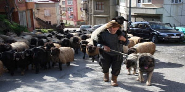 Trabzon'da köy ve yaylalara göçler başladı