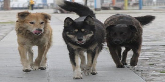 Trabzon'da köpekler öğrenciye saldırdı