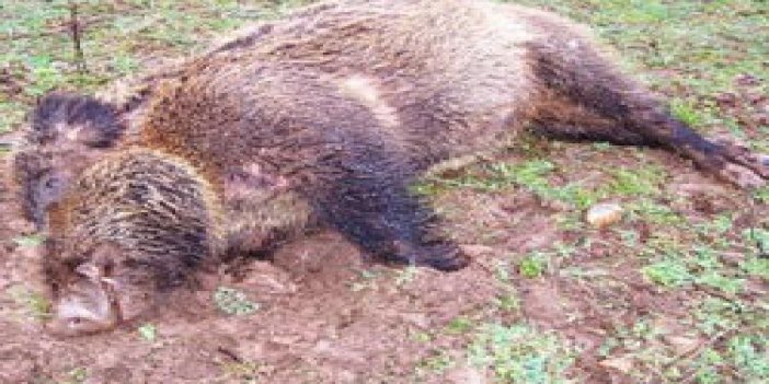 Trabzon'da domuz avına çıktı öldü