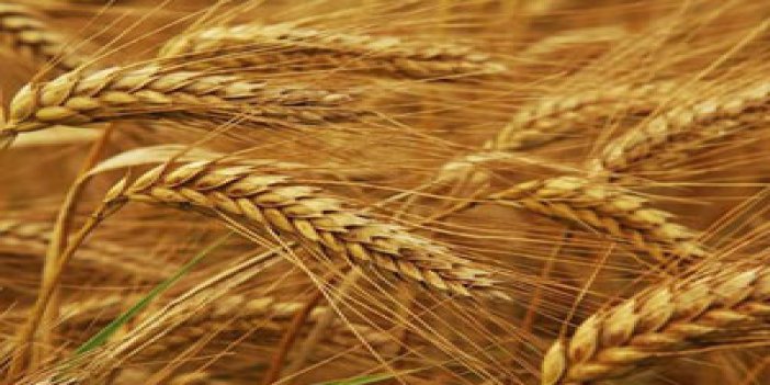Bilim adamları süper buğday geliştirdi