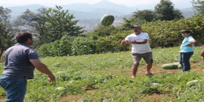 Trabzon'da yılın ilk karpuz hasadı yapıldı